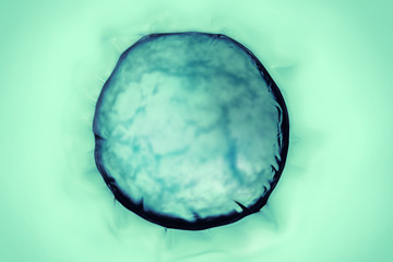 Macro close up of soap bubbles look like scientific image of cancer cells and cell membrane  abstractaquabiologybiotechnologybloodbubblecancercellchemicalchemistrycleanclearcoloncooldeaddiseasedropdro