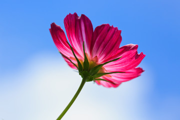 Pink cosmos flower isolated on blue sky.