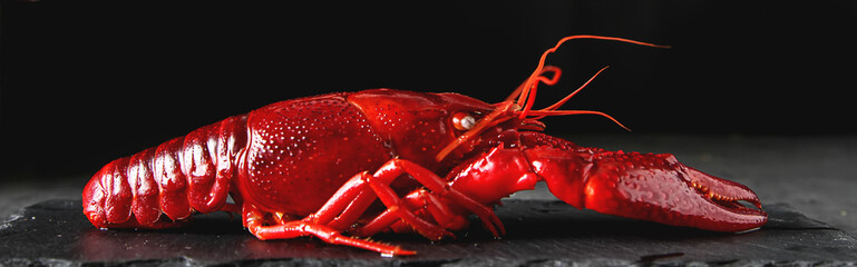 Delicious boiled crayfish close-up. Dark background. Dinner with