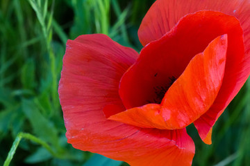 Macro of a tulip