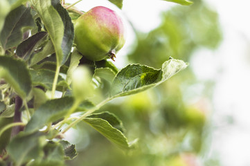 The apple on the tree