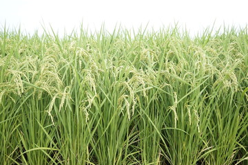 Rice paddy field at Zama, Japan start to ripe and turn yellowish.