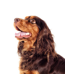 Spaniel looks on white background