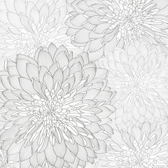 Floral background. Vector flower chrysanthemum. Element for design.