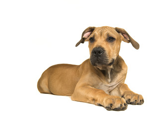 Fototapeta na wymiar South African mastiff young female dog lying down and on a white background seen from the side