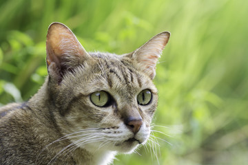 The face side of the cat on the background blurred .