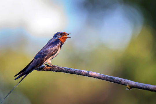 Barn Swallow or Hirundo rustica sits on tree