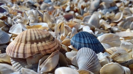 Seashells on the seashore