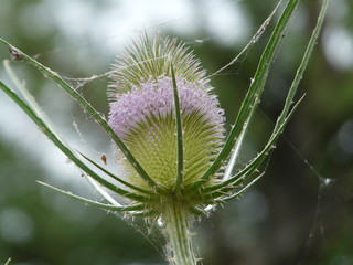 dipsacus 