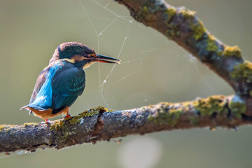 Kingfisher or Alcedo atthis perches on branch