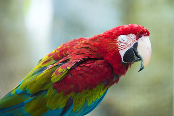 loro durmiendo