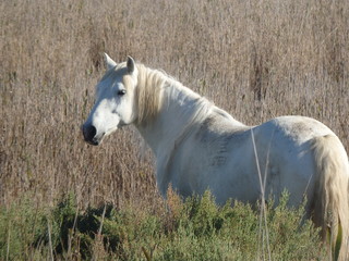 Obraz premium cheval camarguais
