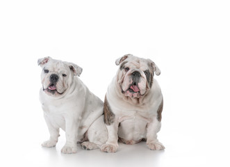 father and son bulldogs