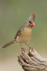 Female North American Cardinal