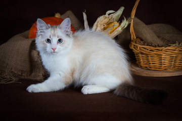 Naklejka na ściany i meble Purebred beautiful Neva masquerade cat, kitten on a brown background. Harvest of autumn vegetables and fruits in baskets as decoration.