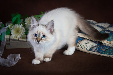 Purebred beautiful Neva masquerade cat, kitten on a brown background. Pillows and flowers as decoration.