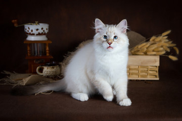 Purebred beautiful Neva masquerade cat, kitten on a brown background. Coffee grinder and box with dry flowers as decoration.