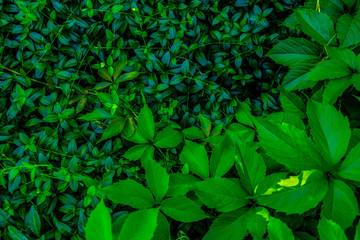 Green plants