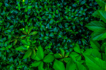 Green plants