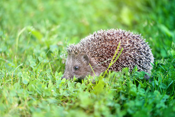 Photo of a little funny hedgehog