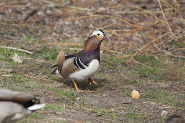 mandarin duck