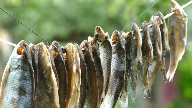 The fish is dried on a rope