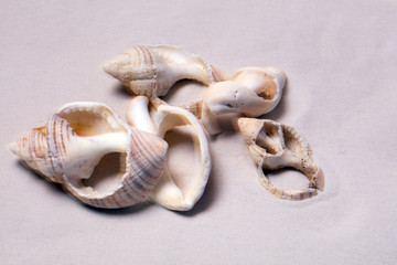 Sand Strand mit Muscheln