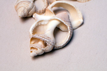 Sand Strand mit Muscheln