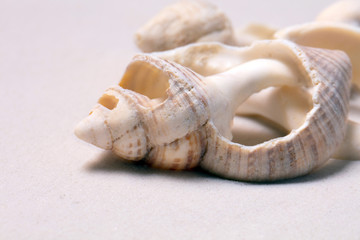 Sand Strand mit Muscheln