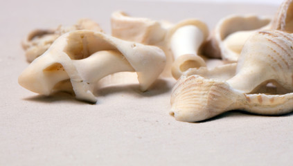 Sand Strand mit Muscheln