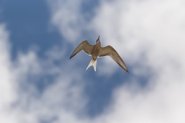 Tern in the sky
