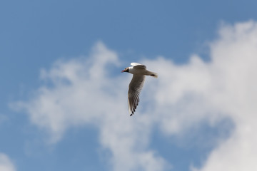 Tern flew against the sky