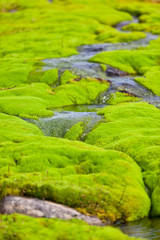 Iceland Small River Stream with green moss