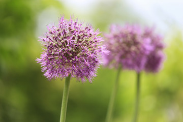 Wild onion(Allium) flowers