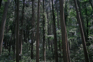 森林 - 169412750