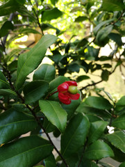 Red mickey mouse flower closeup