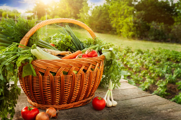Mixed vegetables in basket on garden table