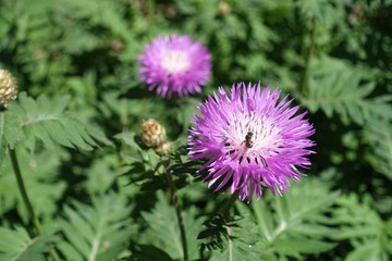 Insect sitting on flower of Centaurea dealbata