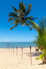 Palm tree on white sand beach in Thailand