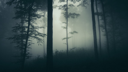 dark mysterious forest landscape with trees in fog