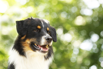 Australian Shepherd