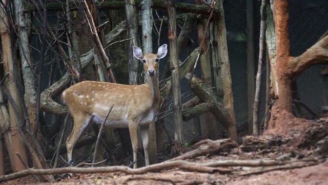 Fea's muntjac, Tenasserim muntjac in farm.