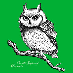 Owl on a branch, Oriental Scops-owl, Otus sunia, Green