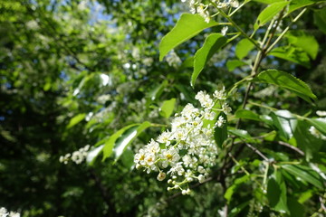 Flowerong branches of Prunus serotina in late spring