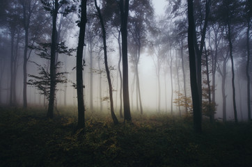 Obraz na płótnie Canvas misty forest background