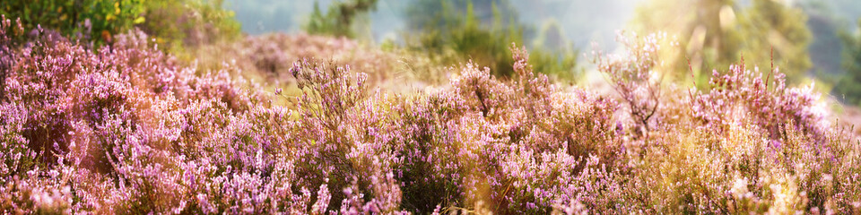 Common Heather, Calluna vulgaris, Lüneburg Heath, Germany