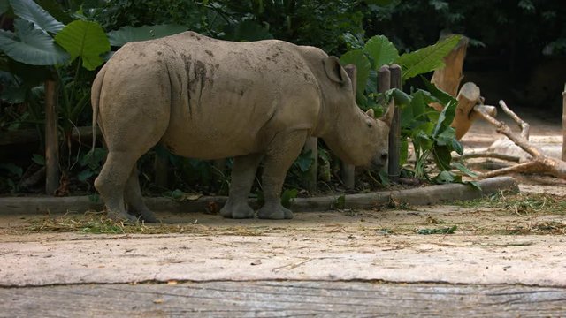 White rhinocerose strolls in its enclosure