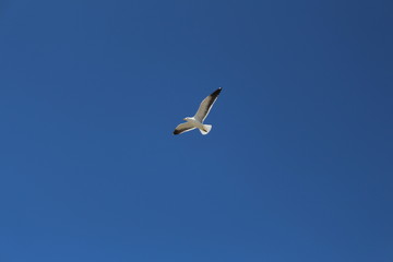 Gaivota na Praia da Armação - Florianopolis - SC