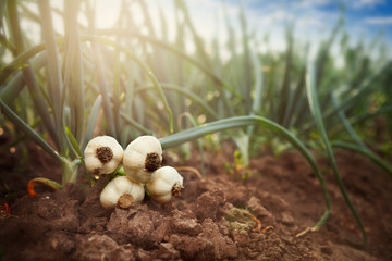 Onion leeks on the ground © Cherries