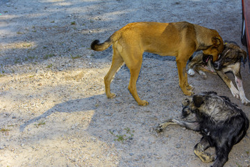 American volunteers sterilized domestic dogs in a dead radioactive zone. Consequences of the Chernobyl nuclear disaster, August 2017.